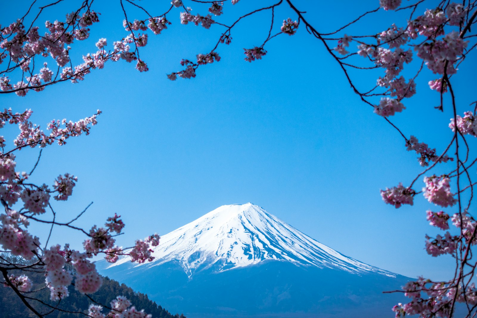 Mount Fuji at golden hour, framed by cherry blossoms — real photo from a traveler on TabiTrace